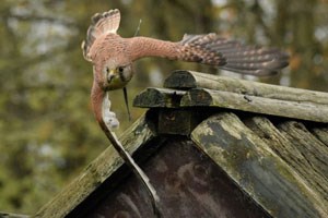 Hawksflight Falconry Entry for Two Adults and Two Children Image 3