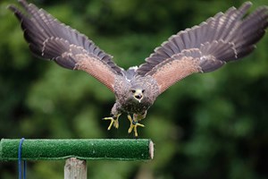 York Birds of Prey Centre Entry for Two Adults and Two Children picture