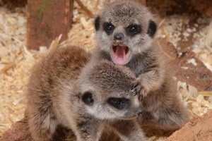 2 For 1 Meerkat Encounter At The Animal Experience