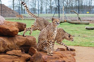 Entry to Whipsnade Zoo for One Adult and One Child Image 1