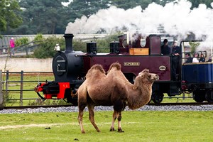 Entry for Two Adults and Two Children to Whipsnade Zoo Image 2