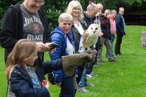 Three Hour Birds of Prey Experience for Two at Hawksflight Falconry picture