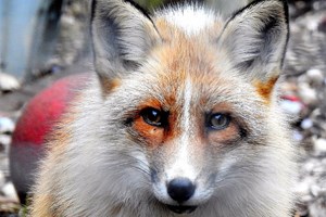Meet the Fox with Park Entry at Ark Wildlife Park for Two picture