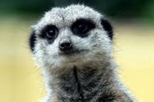 Meet the Meerkats with Lunch for Two at Ark Wildlife Park picture