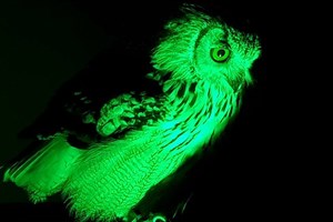 Owl Flying and Handling Experience at Shropshire Falconry for One picture