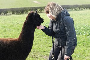 60 Minute Alpaca Walk with Charnwood Forest Alpacas for Two Image 3