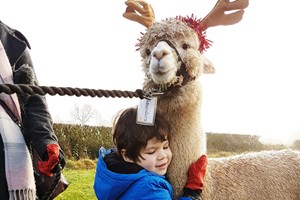 Alpaca Walk with Sparkling Afternoon Tea at Charnwood Forest Alpacas for Two Image 2