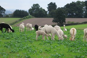 Alpaca Walk with Sparkling Afternoon Tea at Charnwood Forest Alpacas for Two Image 5