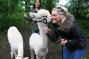 Alpaca Walk with Sparkling Afternoon Tea at Charnwood Forest Alpacas for Two Image 4