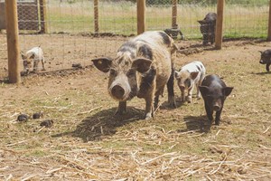 Meet the Pigs Experience at Kew Little Pigs for four picture