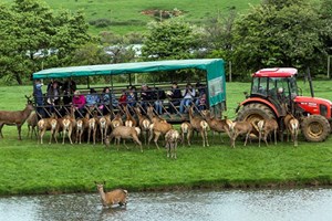 Snettisham Park Farm Day and Deer Safari for the Family picture