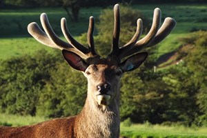 A Day on The Farm with a Deer Safari at Snettisham Park for Two Adults picture