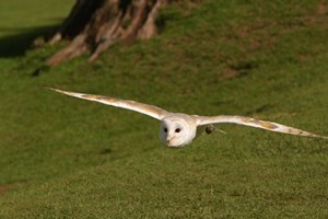 Owl Encounter in Derbyshire with BB Falconry for One picture
