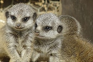 Meerkat Encounter for Two in Lincolnshire picture