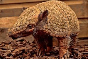Exotic Zoo Entry and a 30 Minute Armadillo Experience for Two picture