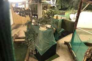 One Hour Laser Combat and Soft Drink at Black Hawk Laser Games for Two Adults and Two Children picture