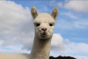 90 Minute Alpaca Experience for Two Adults and Two Children with Refreshments at Happyard picture