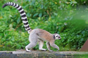 Meerkat and Lemurs the Ultimate Family Animal Experience at Northumberland College Zoo picture