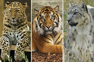 Big Cat Encounter and Afternoon Tea for Two at Twycross Zoo picture