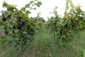 British Vineyard Tour and Tasting with Lunch at Holmfirth Vineyard for Two Image 2