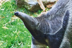 Giant Anteater Close Encounter Experience for One at Drusillas Park Zoo picture