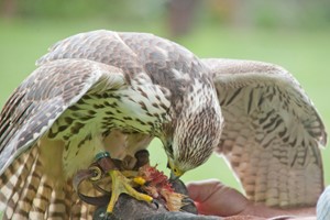 90 Minute Falconry Taster Session for One in Warwickshire picture