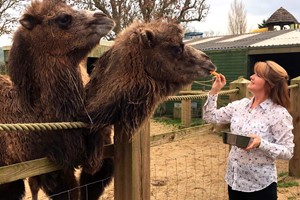 Camel Close Encounter Experience for Two at Drusillas Park Zoo picture