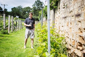 Choice of a Winery Tour with a Tasting or a Vineyard Tour for Two with the English Wine Project picture