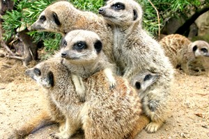 Meerkat Close Encounter Experience for Two at Drusillas Park Zoo  picture