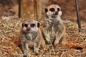 Meet the Meerkats at Knockhatch Adventure Park for Two Image 3