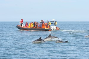 Two Hour Sealife Safari RIB Trip for Two in Padstow, Cornwall picture