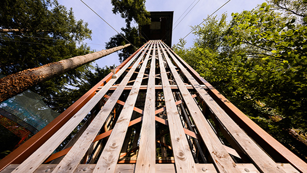 Forest Coaster and Plummet for One Person at Zip World Image 5