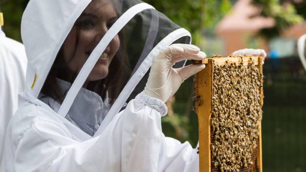 London Beekeeping and Beer Tasting Experience for Two picture