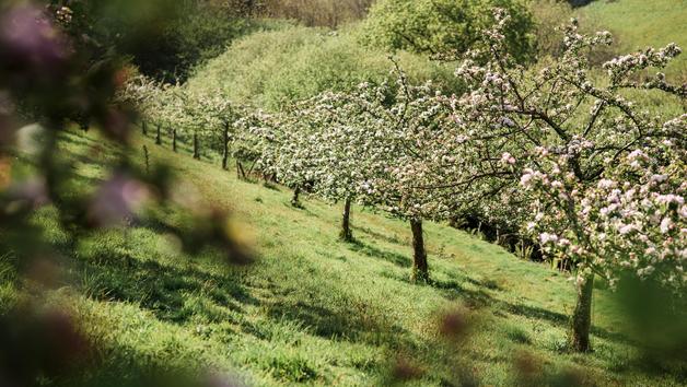 Cider Farm Tour and Tasting at Cornish Orchards for Two Image 3