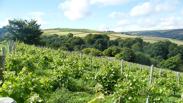 Vineyard Tour, Wine Tasting and Afternoon Tea for Two at Holmfirth Vineyard Image 2