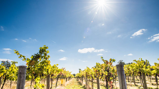 Wine Tour and Tasting for Two at Stanlake Park Wine Estate Image 4