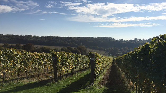 Vineyard Tour and Tasting at Hambledon Vineyard for Two Image 3