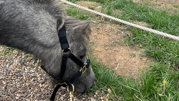 Pony Pals Experience at Hobbledown Heath Hounslow for Two Image 3