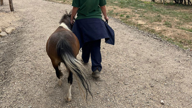 Pony Pals Experience at Hobbledown Heath Hounslow for Two Image 4