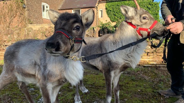 Feed the Reindeer at Hobbledown Heath Hounslow for Two Image 3