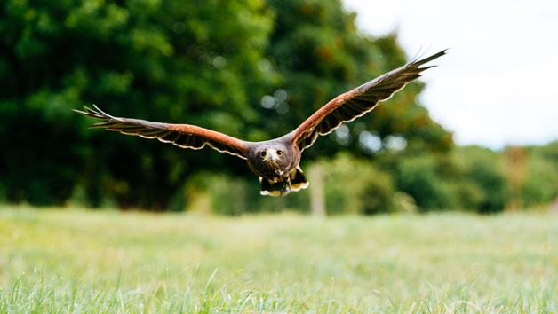 One-Hour Birds of Prey Flying Display at Hobbledown Heath Hounslow for Two Image 3