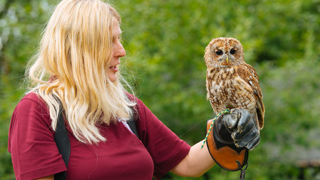 One-Hour Birds of Prey Flying Display at Hobbledown Heath Hounslow for Two Image 4