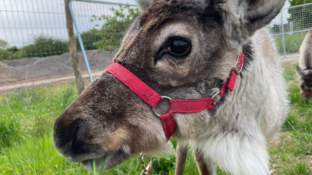 Feed the Reindeer at Hobbledown Heath Hounslow for Two Image 5