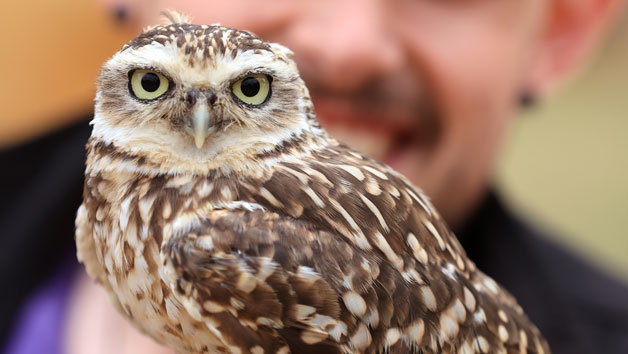 One Hour Falconry at Hobbledown Epsom for Two Image 3