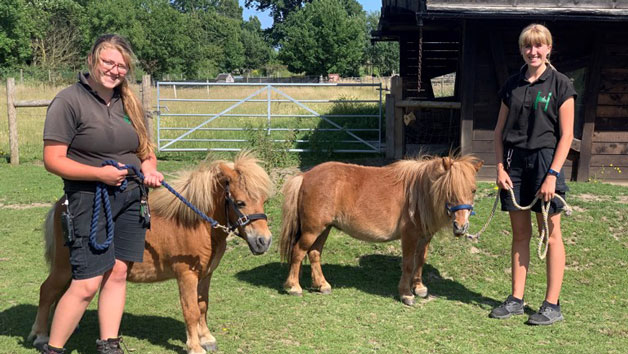 Pony Pals Experience at Hobbledown Heath Hounslow for Two Image 5