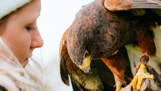 One-Hour Birds of Prey Flying Display at Hobbledown Heath Hounslow for Two Image 2