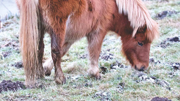 Pony Pals Experience at Hobbledown Heath Hounslow for Two Image 2