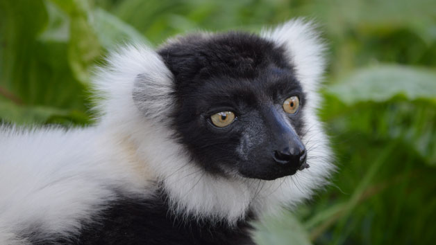 Meet The Lemurs Experience At Hobbledown Epsom For Two