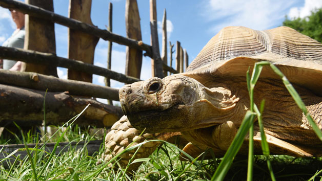 Click to view details and reviews for The Giant Tortoise Experience At Hobbledown Epsom For Two.