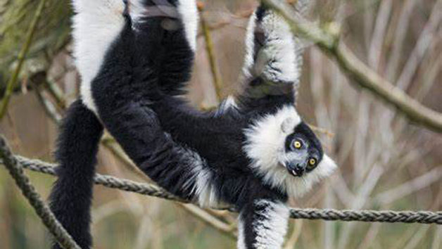 Meet the Lemurs Experience at Hobbledown Epsom for Two Image 5